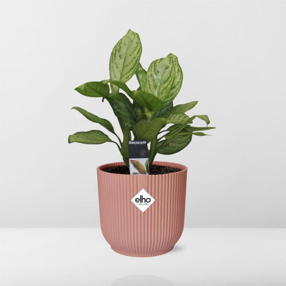 Aglaonema Christina in ELHO Vibes Fold 14cm roze