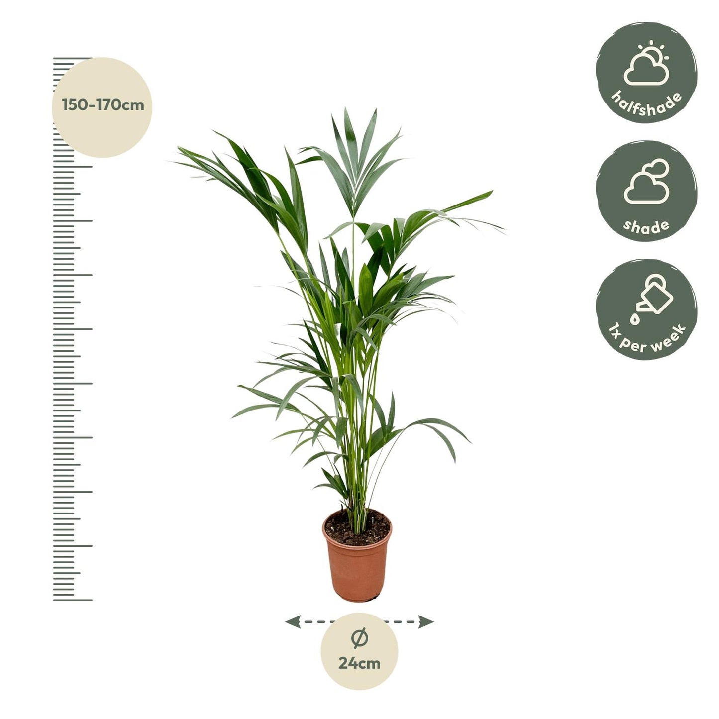 Kentia Palme 160 cm – Elegante, pflegeleichte Zimmerpflanze