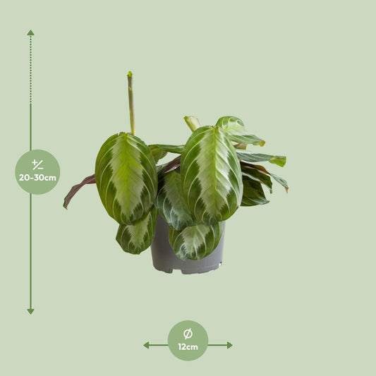 Maranta Silver Band - Ø12cm - ↕30cm