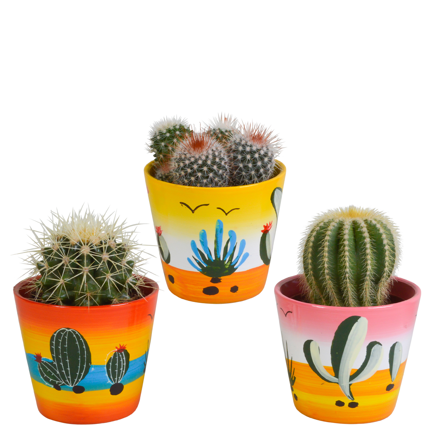 Kugelkakteen Mix im handbemalten 8,5cm Topf