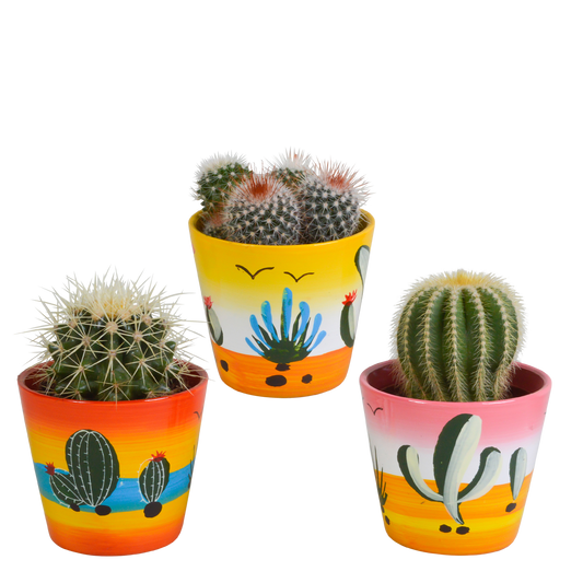 Kugelkakteen Mix im handbemalten 8,5cm Topf