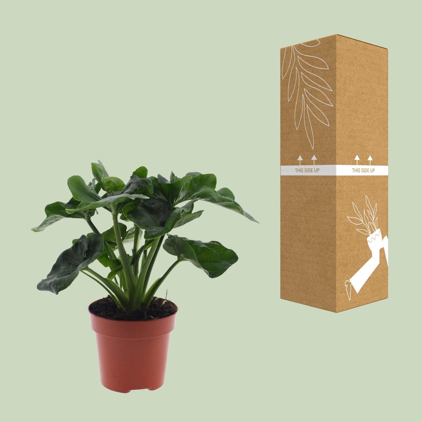 Philodendron Atom - Ø12cm - ↕25cm