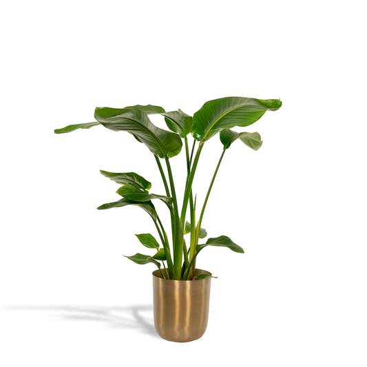 Strelitzia Nicolai - Ø19cm - ↕90cm + Topf Mayk Gold