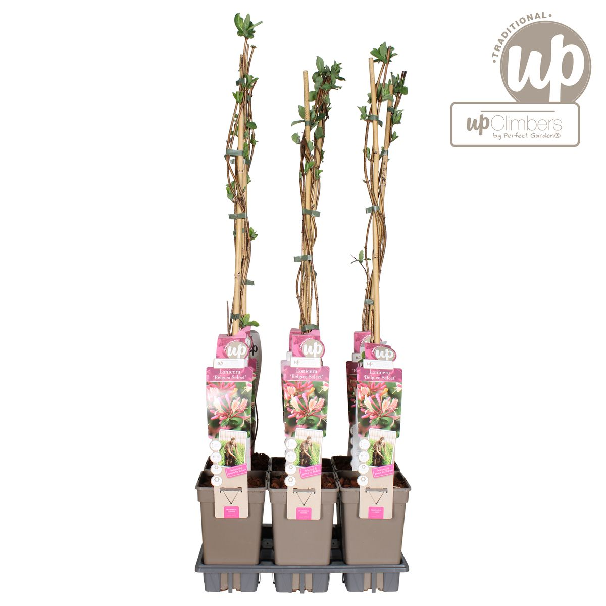 Lonicera periclymenum 'Belgica' - Ø15cm - ↕65cm