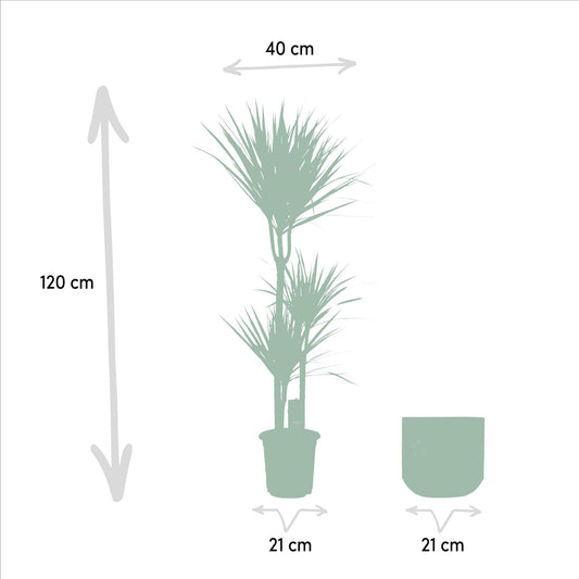 Drachenbaum 120 cm – Stilvolle & pflegeleichte Zimmerpflanze