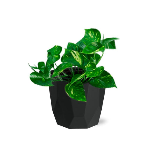 Epipremnum Pinnatum ‘Aureum’ in 14cm b.for rock living black