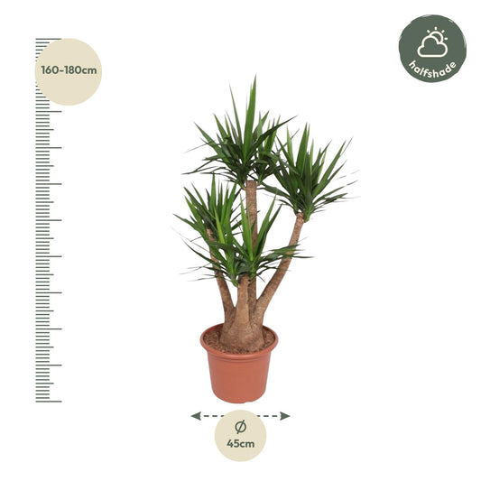 Elefantenfuß vertakt – 170 cm Yucca Elephantipes