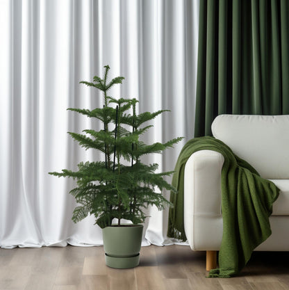 Araucaria (2 Tak) - Ø27cm - ↕110cm
