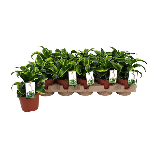 Dracaena Tornado - Ø12cm - ↕22cm