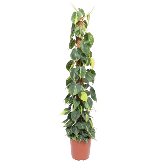 Kletterphilodendron Brasil 150cm am Moosstab – pflegeleicht & dekorativ
