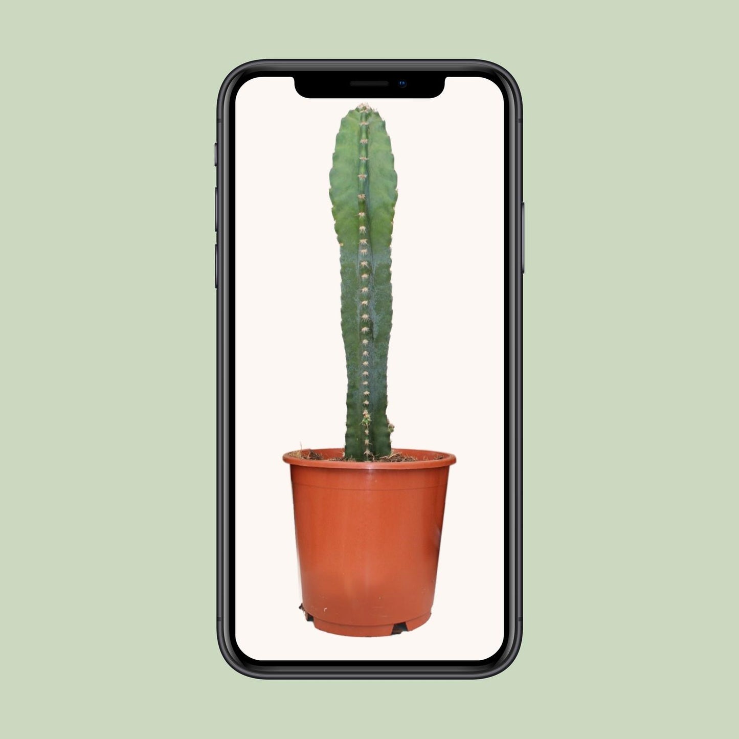 Cereus Peruvianus - Ø17cm - ↕55cm