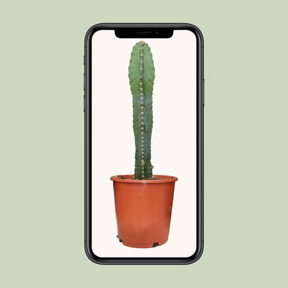 Cereus Peruvianus - Ø17cm - ↕55cm