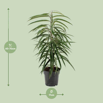 Ficus Binnendijkii Alii - Ø17cm - ↕70cm