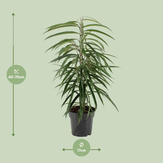 Ficus Binnendijkii Alii - Ø17cm - ↕70cm
