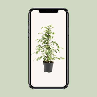 Ficus Benjamina Twilight - Ø14cm - ↕55cm