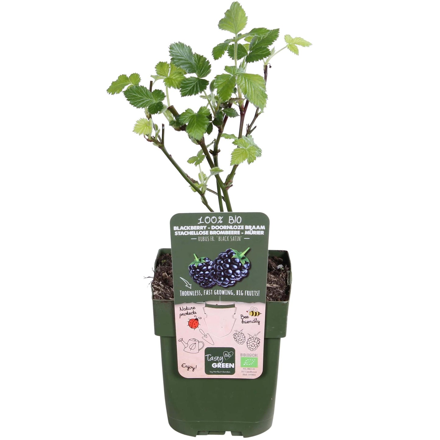 Rubus fruticosus 'Black Satin' - Dornenlose Brombeere - Ø13cm - ↕45cm