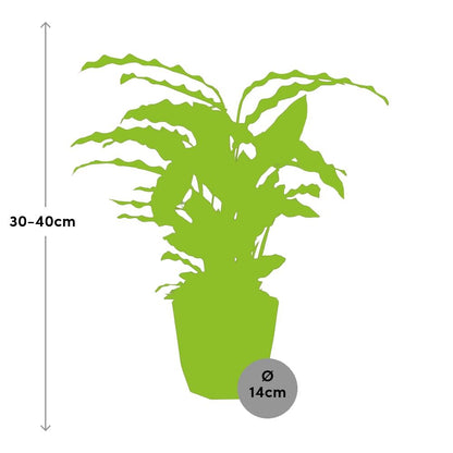 Calathea Rufibarba ‘Tropistar’ in 14cm b.for rock living black