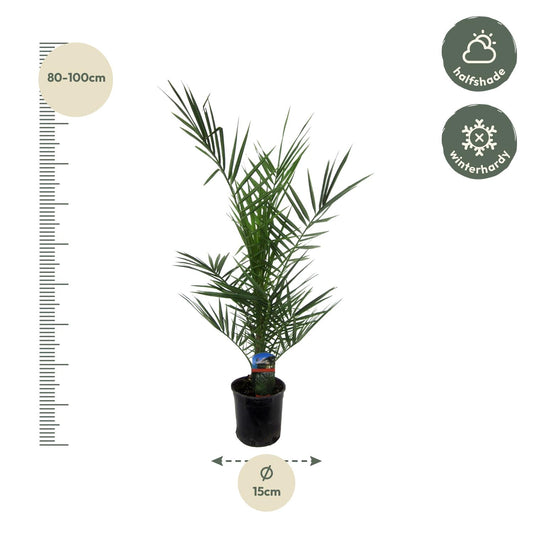 Kanarische Dattelpalme 80 cm im Ø15 cm Topf