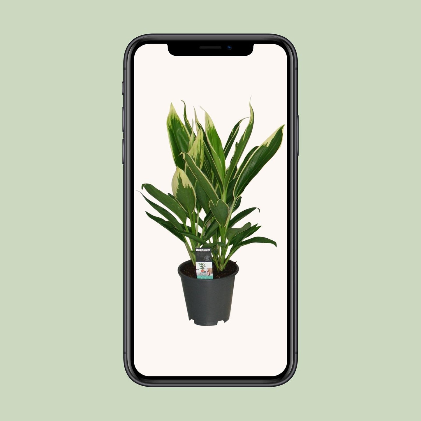 Cordyline New Conga - Ø19cm - ↕60cm