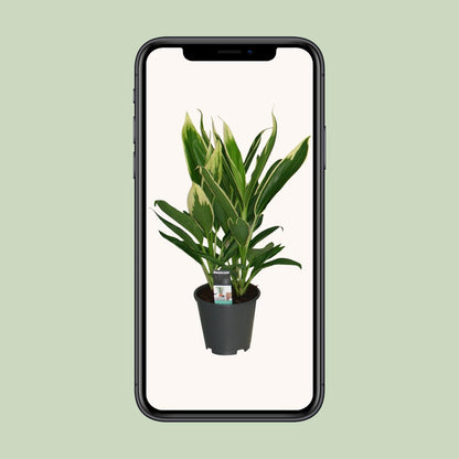Cordyline New Conga - Ø19cm - ↕60cm