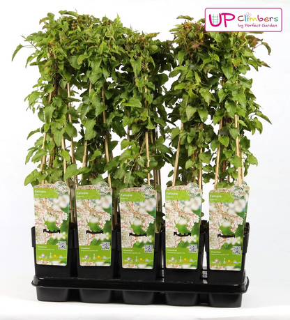 Fallopia baldschuanica - Brautschleier - Ø15cm - ↕65cm
