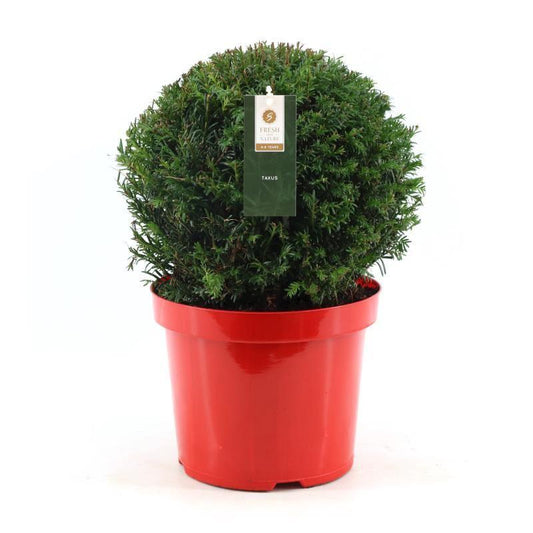 Taxus Collection Ball Ø32cm P26 In Pot Red - Ø26cm - ↕45cm