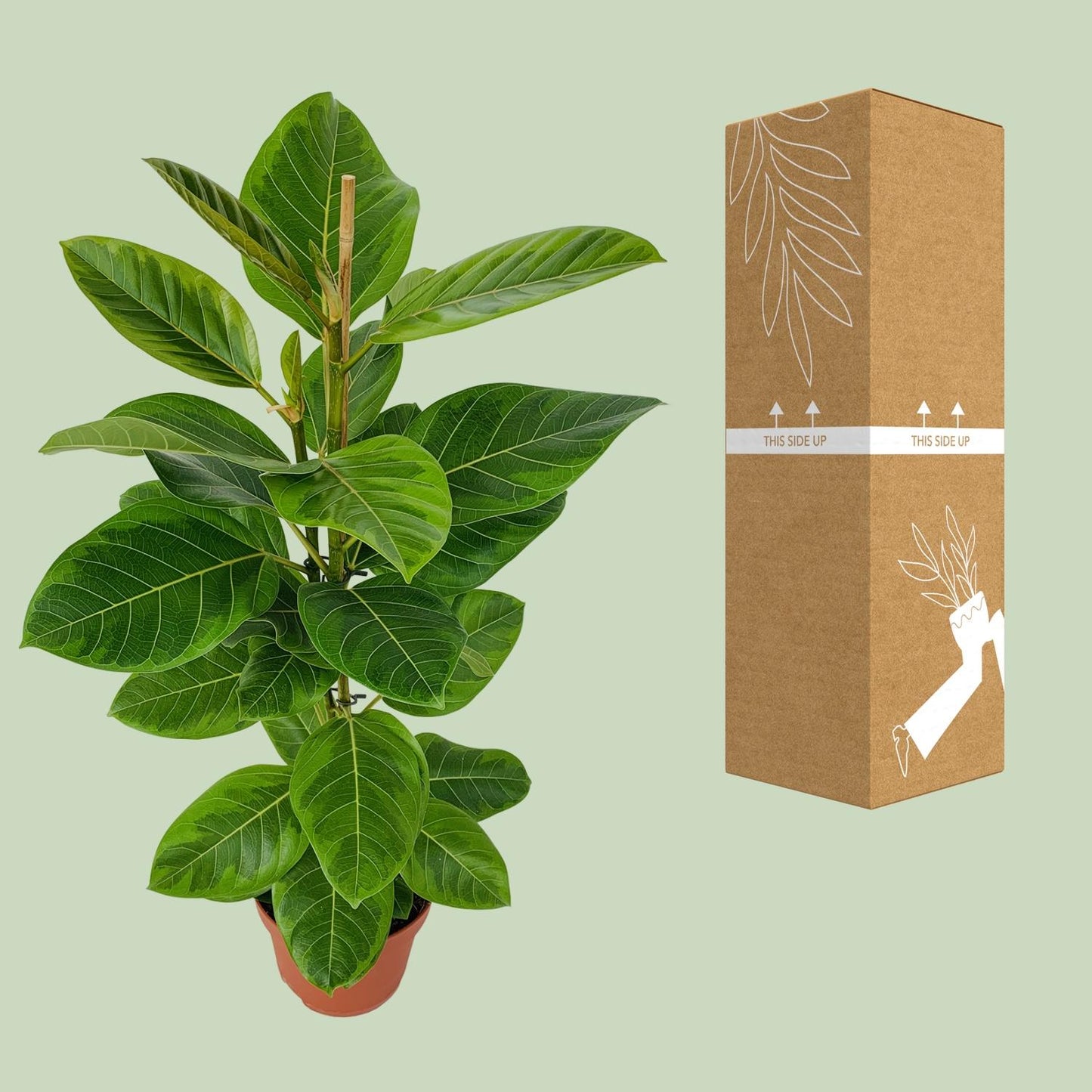 Ficus Benghalensis Roy Ø21cm - ↕85cm