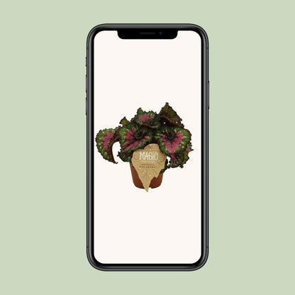 Begonia Rex Macarena - Ø12 ↕25