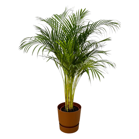 Areca Palme 130 cm – Elegante Goldfruchtpalme im Topf