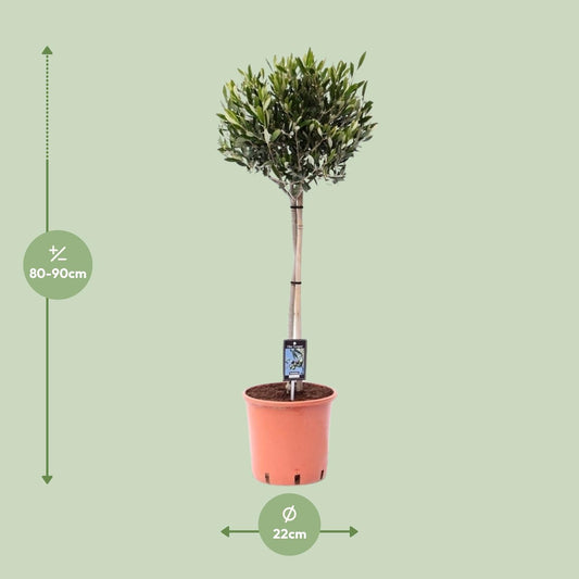 Olea Olijf - Ø22cm - ↕90cm