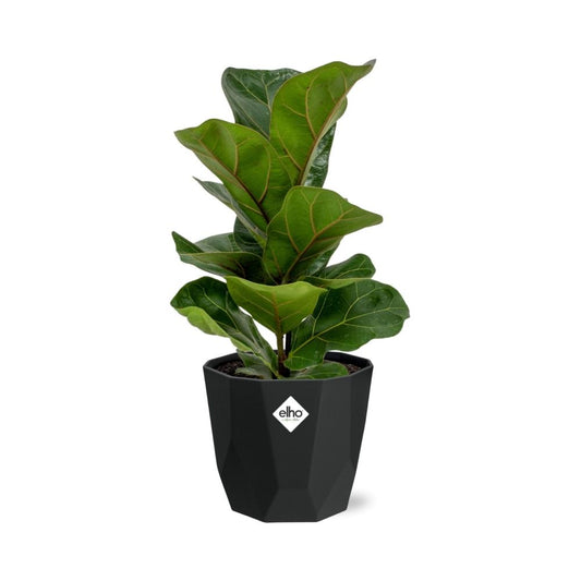 Ficus Lyrata ‘Bambino’ in 14cm b.for rock living black