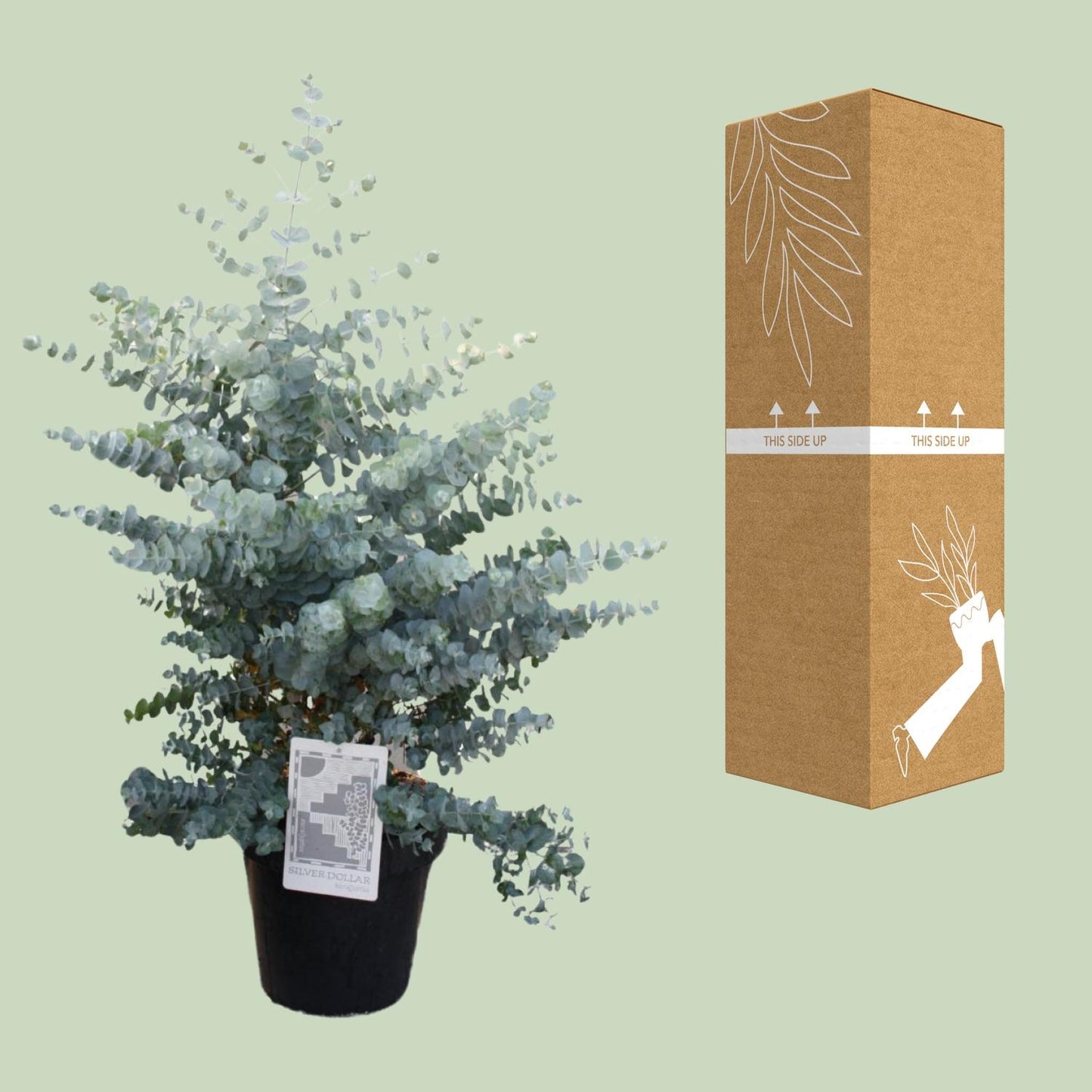Eucalyptus Cin. Silver Dollar - Ø30cm - ↕95cm
