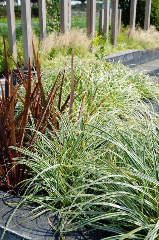 3x - Carex hachijoensis 'Evergold' - ↨30cm - Ø14
