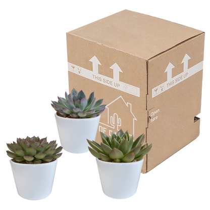 Echeverien-Mix 3er Set – Farbenfrohe Sukkulenten 10,5 cm