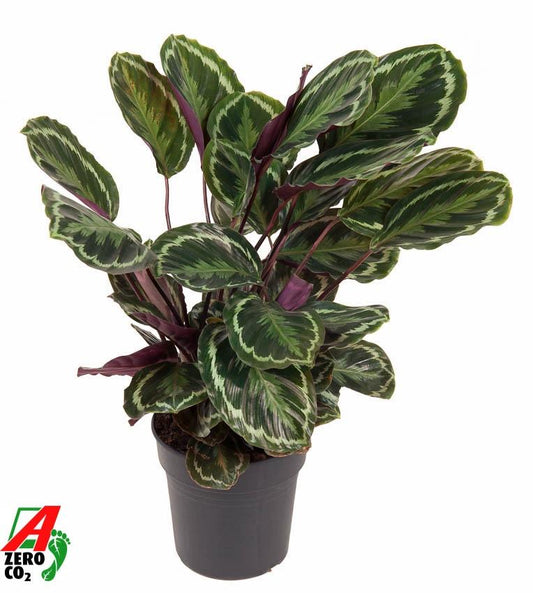 Korbmarante Medallion – Exotische, pflegeleichte Zimmerpflanze 80 cm