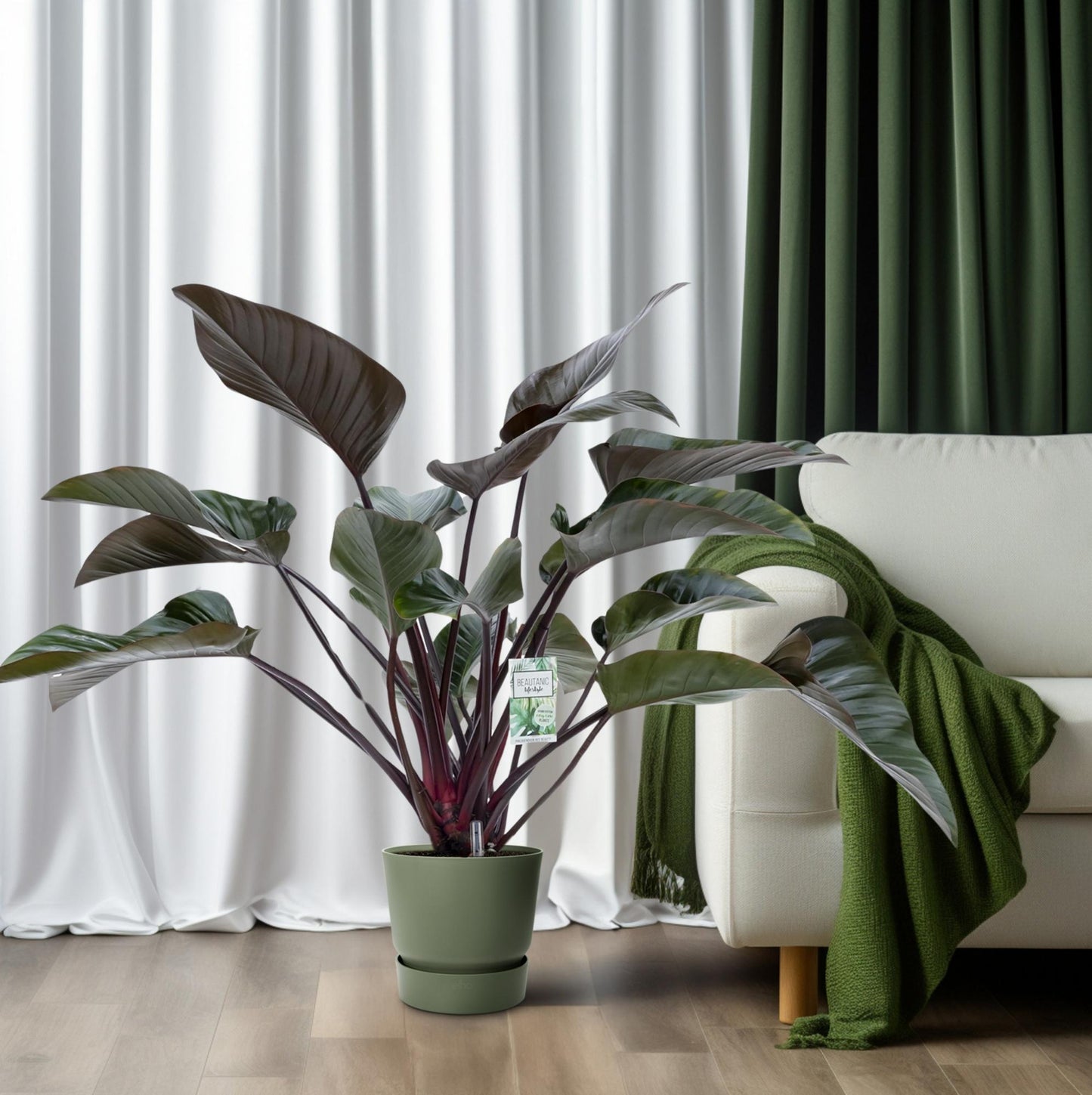 Philodendron Red Beauty - Ø27cm - ↕60cm