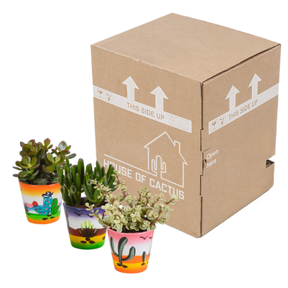 Dickblatt Mix 8,5 cm – 3er Set pflegeleichte Sukkulenten