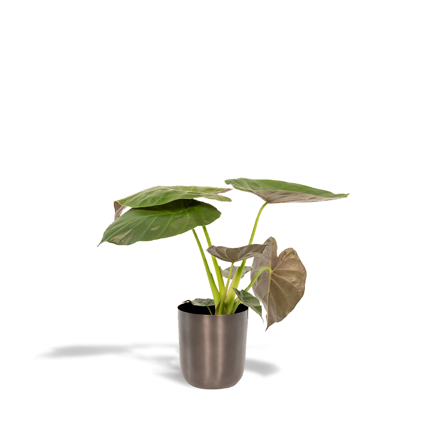 Alocasia Wentii - Ø19cm - ↕65cm + Topf Mayk Lead
