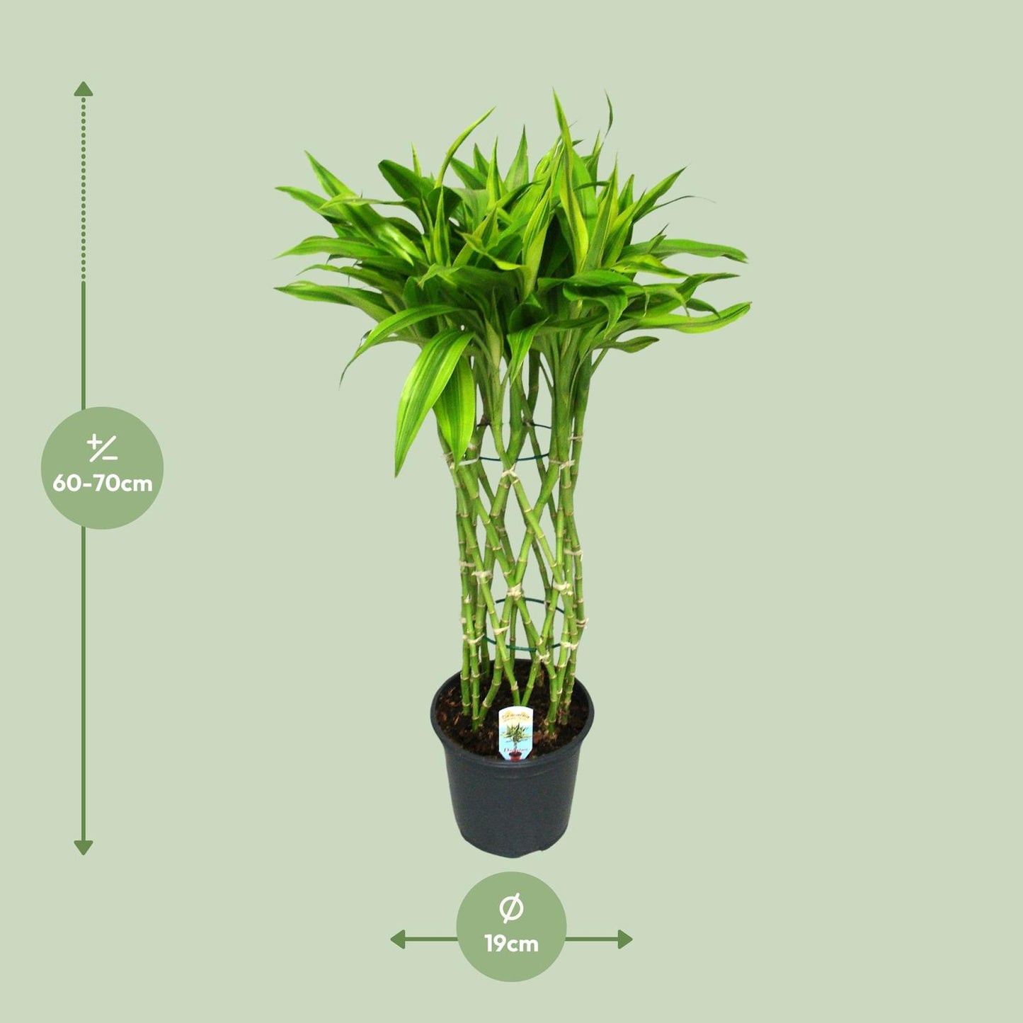 Dracaena Sandriana Gold - Ø19cm - ↕70cm
