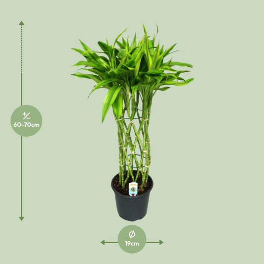 Dracaena Sandriana Gold - Ø19cm - ↕70cm