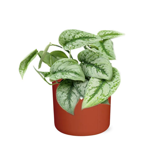 Scindapsus Pictus ‘Trebie’ in ELHO b.for soft rond 14cm brique