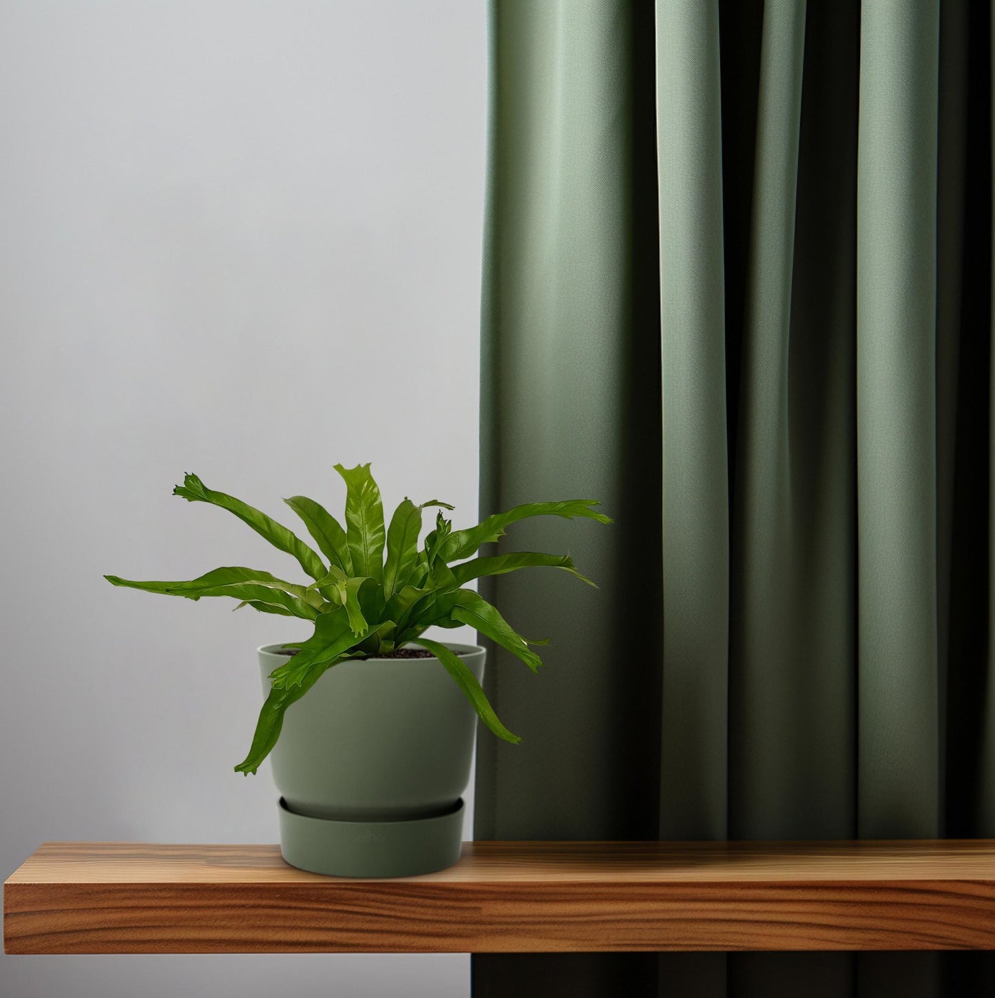 Asplenium Crissie - Ø12cm - ↕30cm