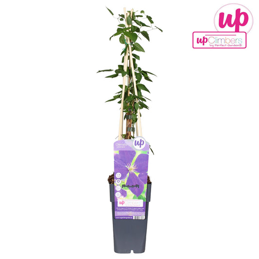 Clematis Jackmanii P15 - Ø15cm - ↕65cm