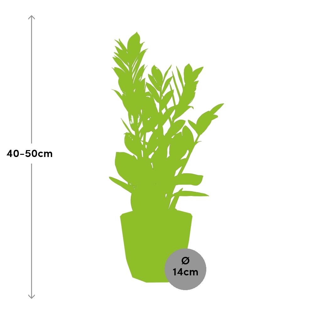 Zamioculcas – Hoogte 45-50 in ELHO b.for rock 14 cm warm grey