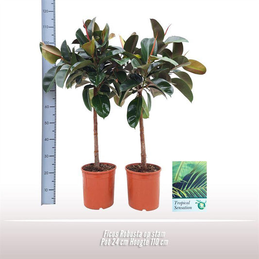 Ficus Robusta Op Stam - Ø24cm - ↕110cm