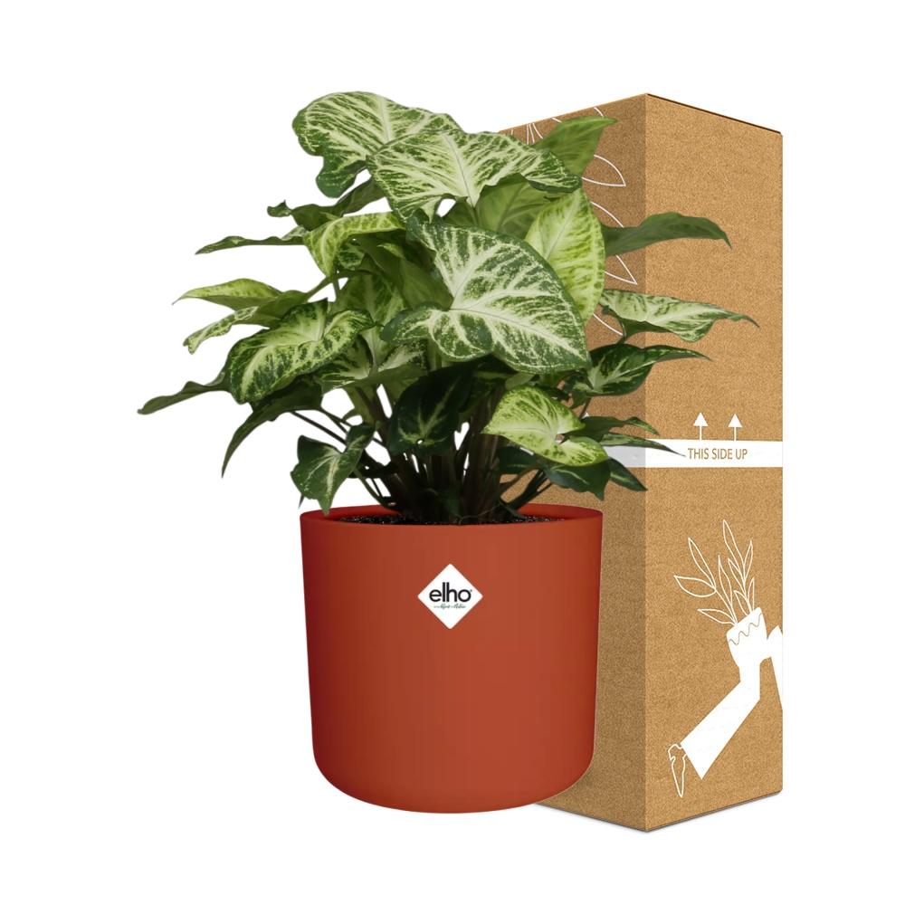 Syngonium Arrow in ELHO b.for soft rond 14cm brique