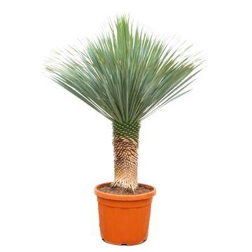 Blaue Yucca 140-160 cm – Exotische Palmlilie für Zuhause & Garten