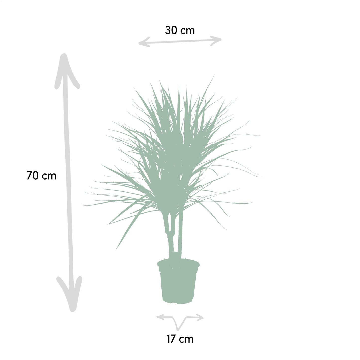 Drachenbaum Marginata 90 cm – Stilvolle & Pflegeleichte Zimmerpflanze