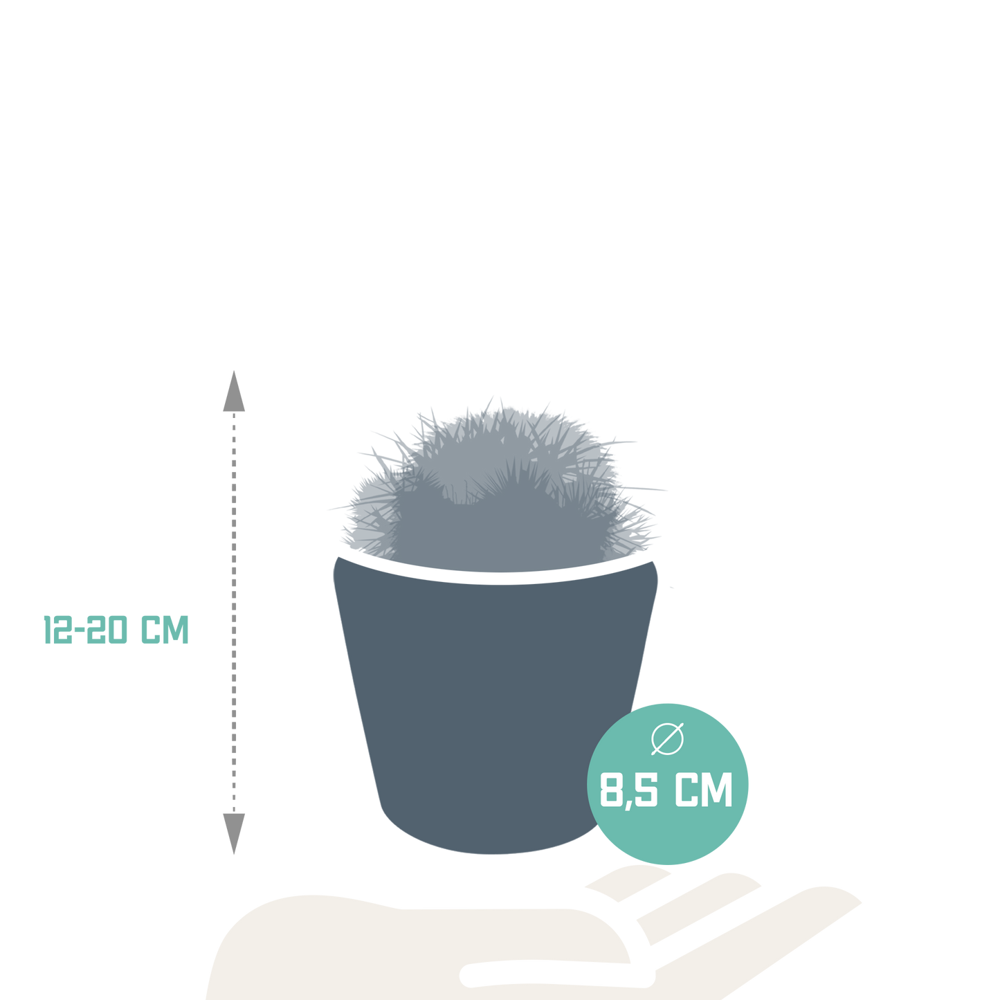 Bolcactus-Mischung 8,5 cm - in Mexicaanse pot