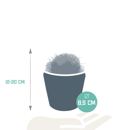 Bolcactus-Mischung 8,5 cm - in Mexicaanse pot